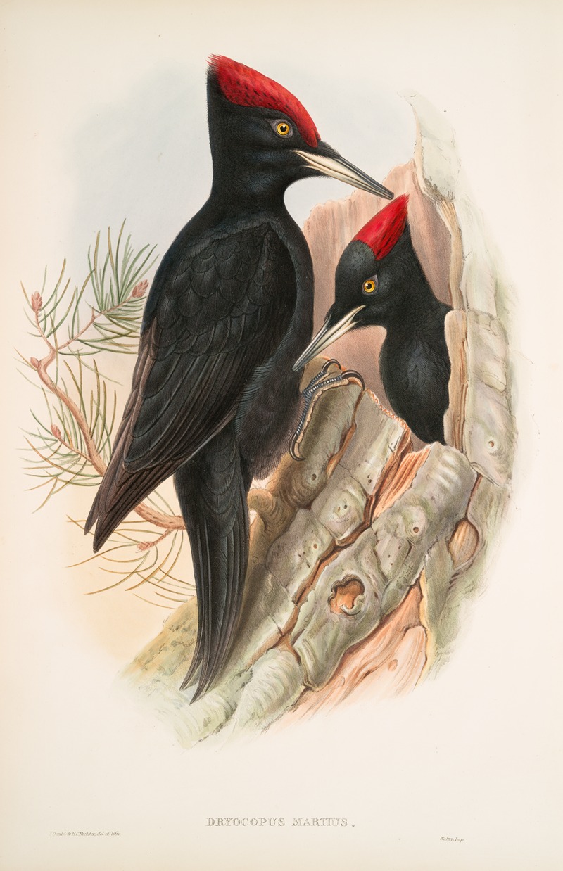John Gould - Dryocopus martius. Great Black Woodpecker.