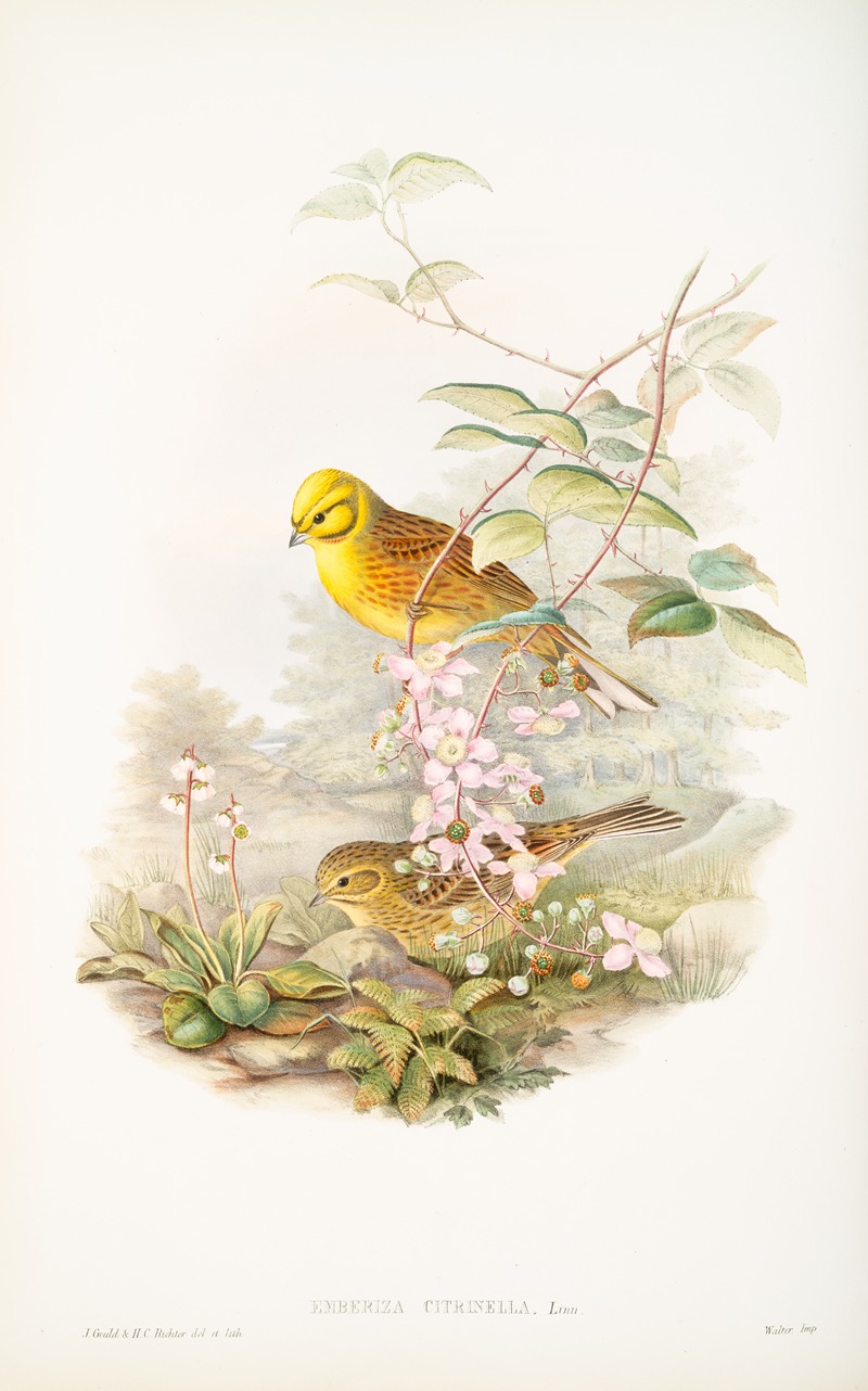 John Gould - Emberiza citrinella. Yellowhammer, or Yellow Bunting.