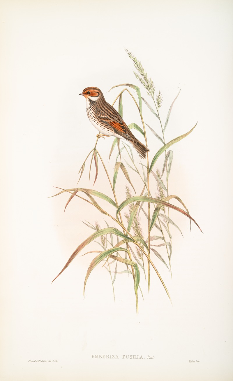 John Gould - Emberiza pusilla. Dwarf Bunting.