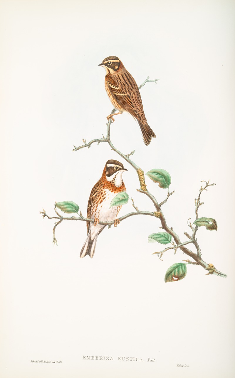 John Gould - Emberiza rustica. Rustic Bunting.