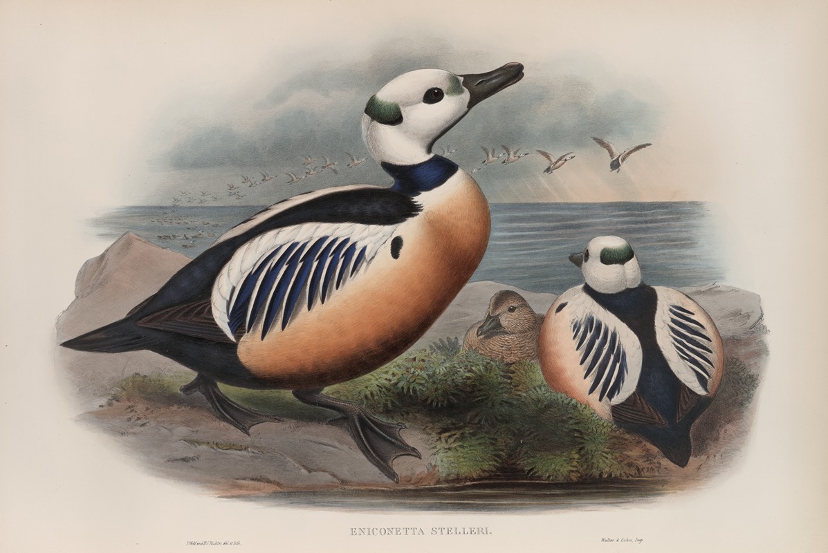 John Gould - Eniconetta Stelleri. Steller’s Duck.