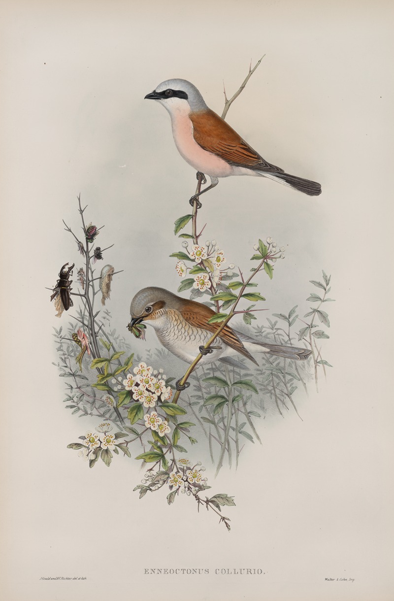 John Gould - Enneoctonus collurio.Butcher Bird