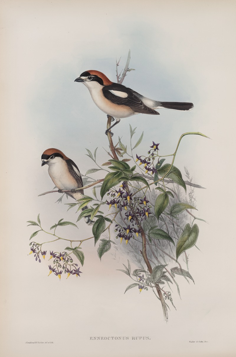 John Gould - Enneoctonus rufus. Woodchat