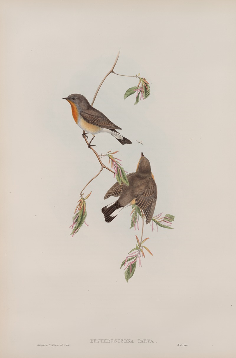 John Gould - Erythrosterna parva. Red-breasted Flycatcher.