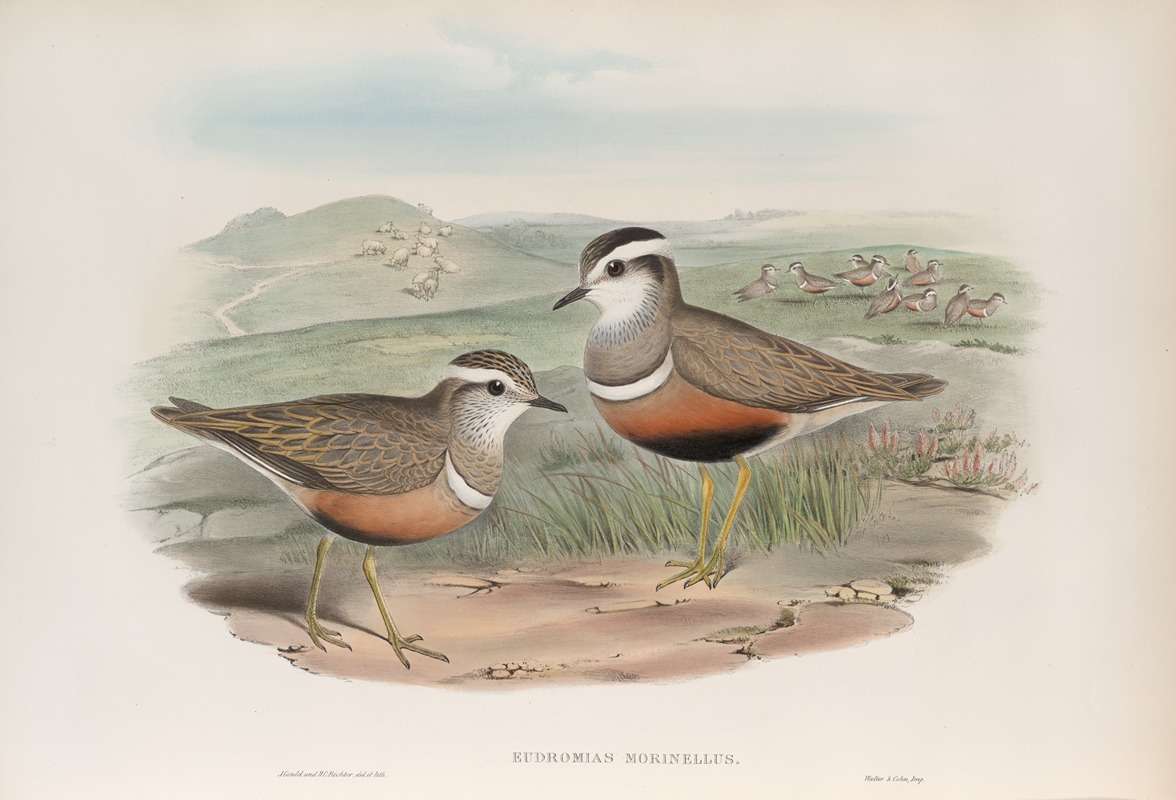 John Gould - Eudromias morinellus. Dotterel.