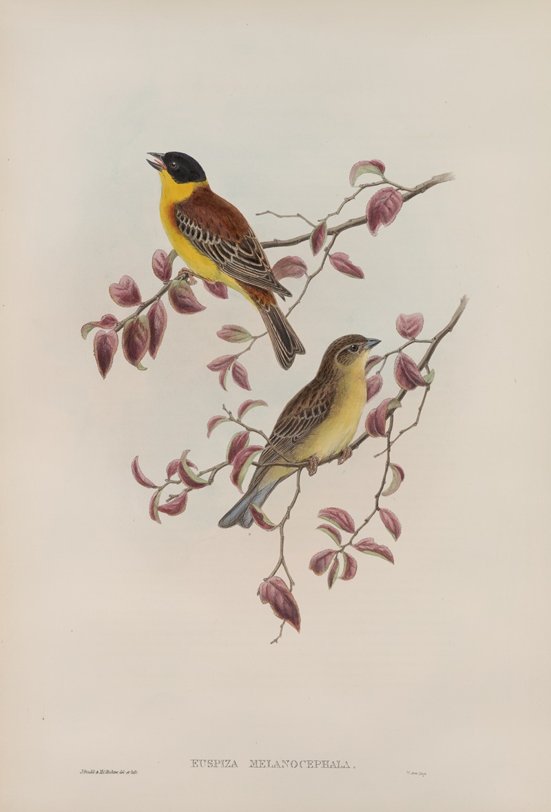 John Gould - Euspiza malanocephala. Black-headed Bunting.