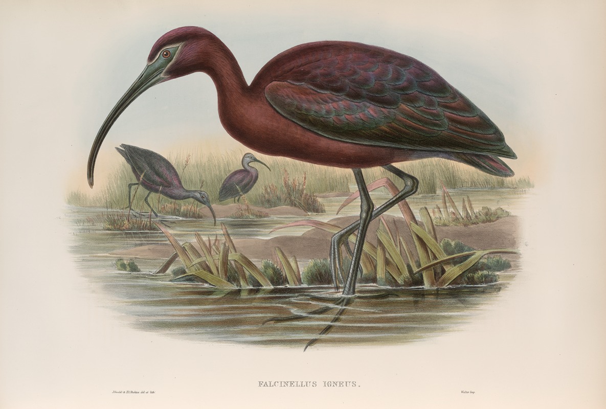 John Gould - Falcinellus igneus. Glossy Ibis.