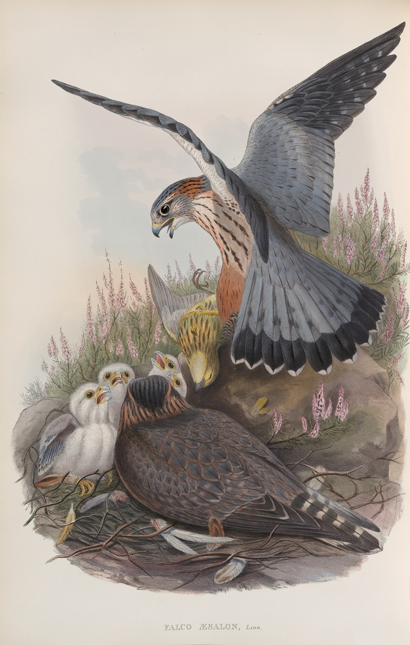 John Gould - Falco æsalon. Merlin.