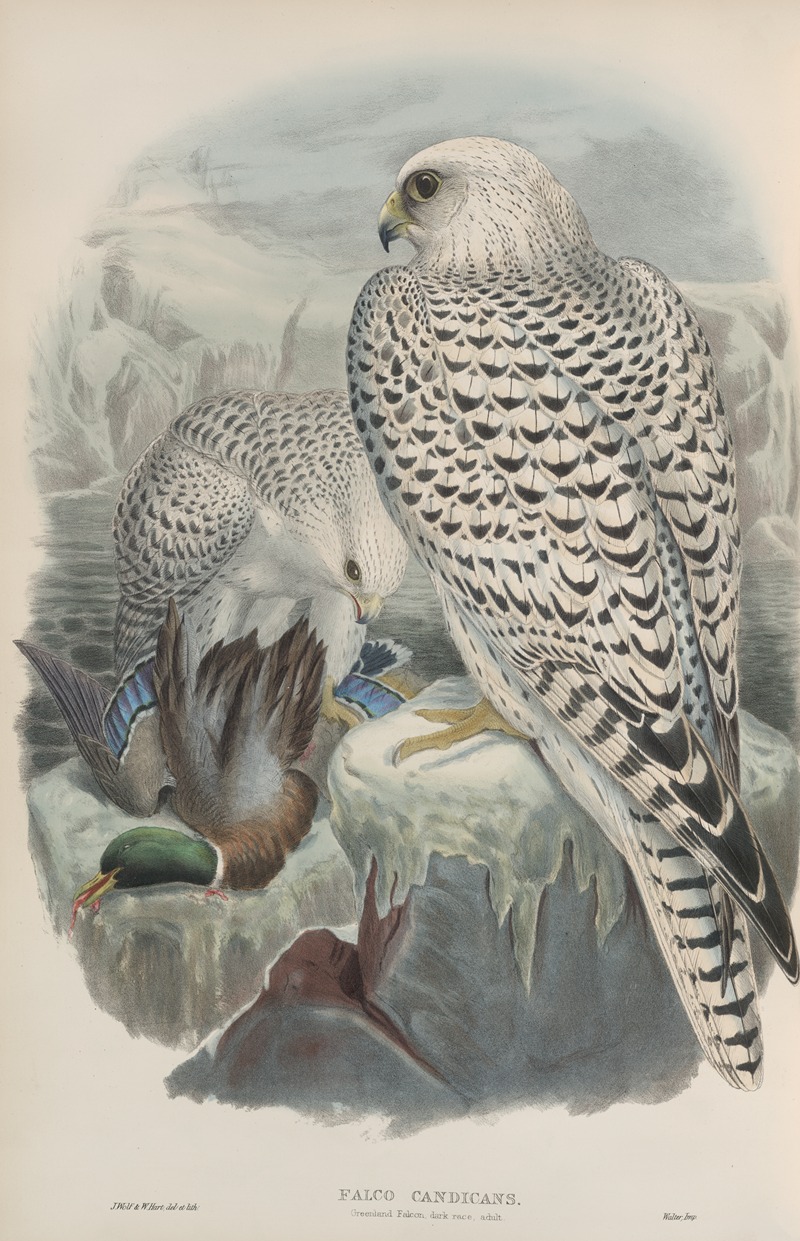 John Gould - Falco candicans. Greenland Falcon, dark race, adult.