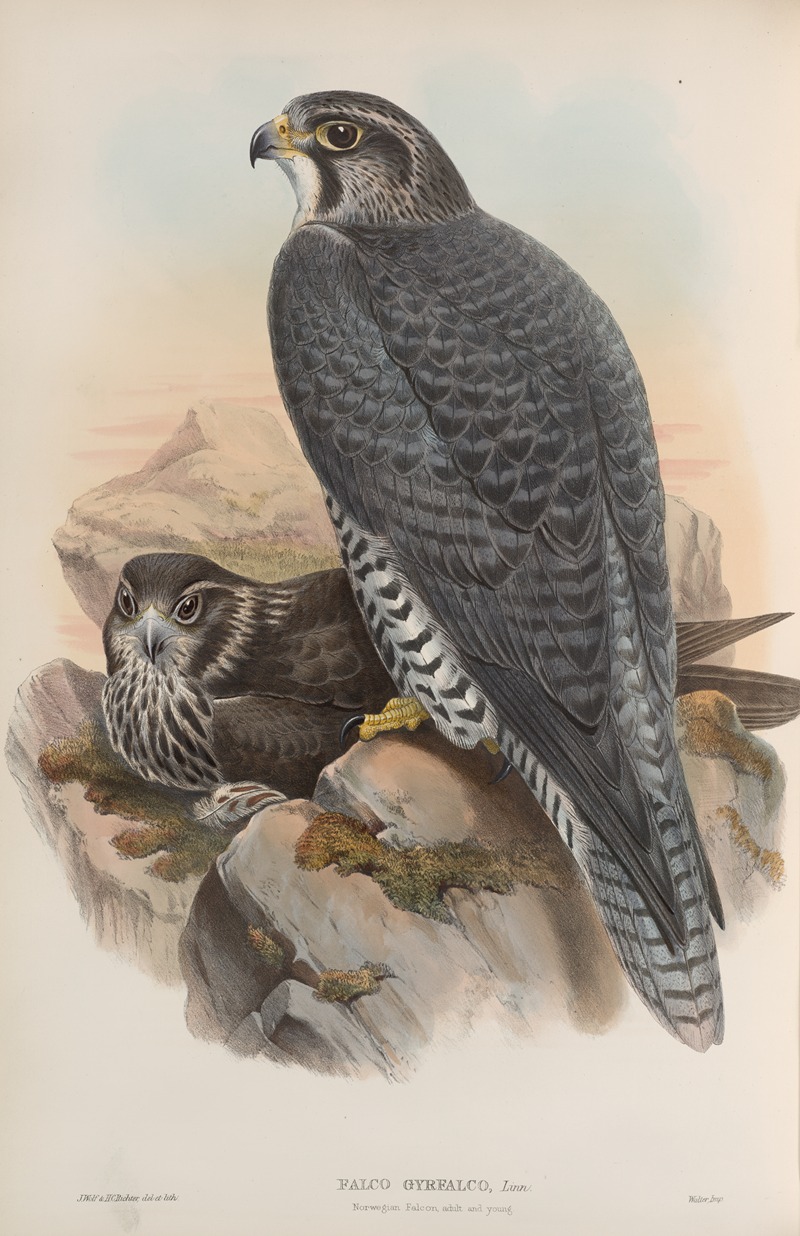 John Gould - Falco gyrfalco. Norwegian Falcon, adult and young.