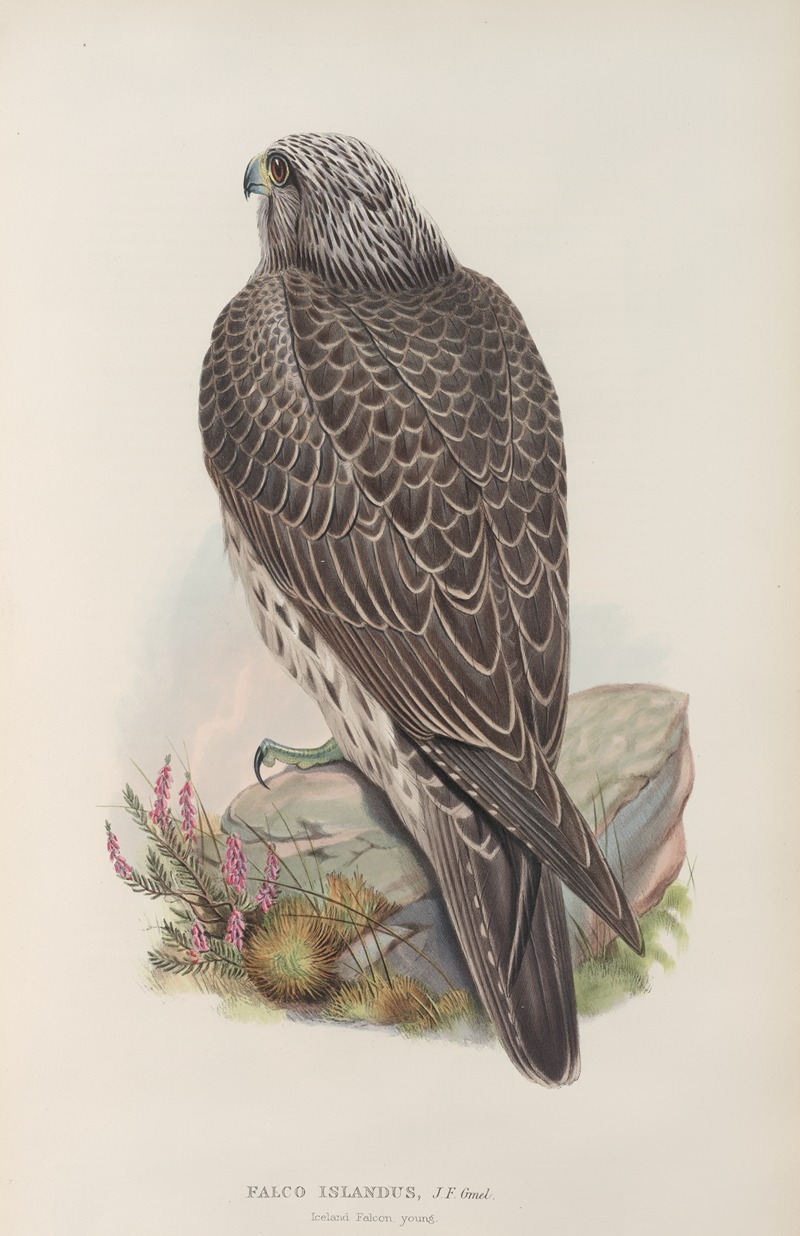 John Gould - Falco islandus. Iceland Falcon, young.