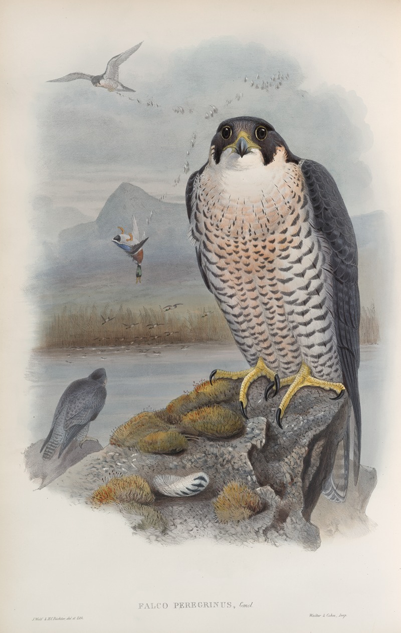 John Gould - Falco peregrinus. Peregrine Falcon.