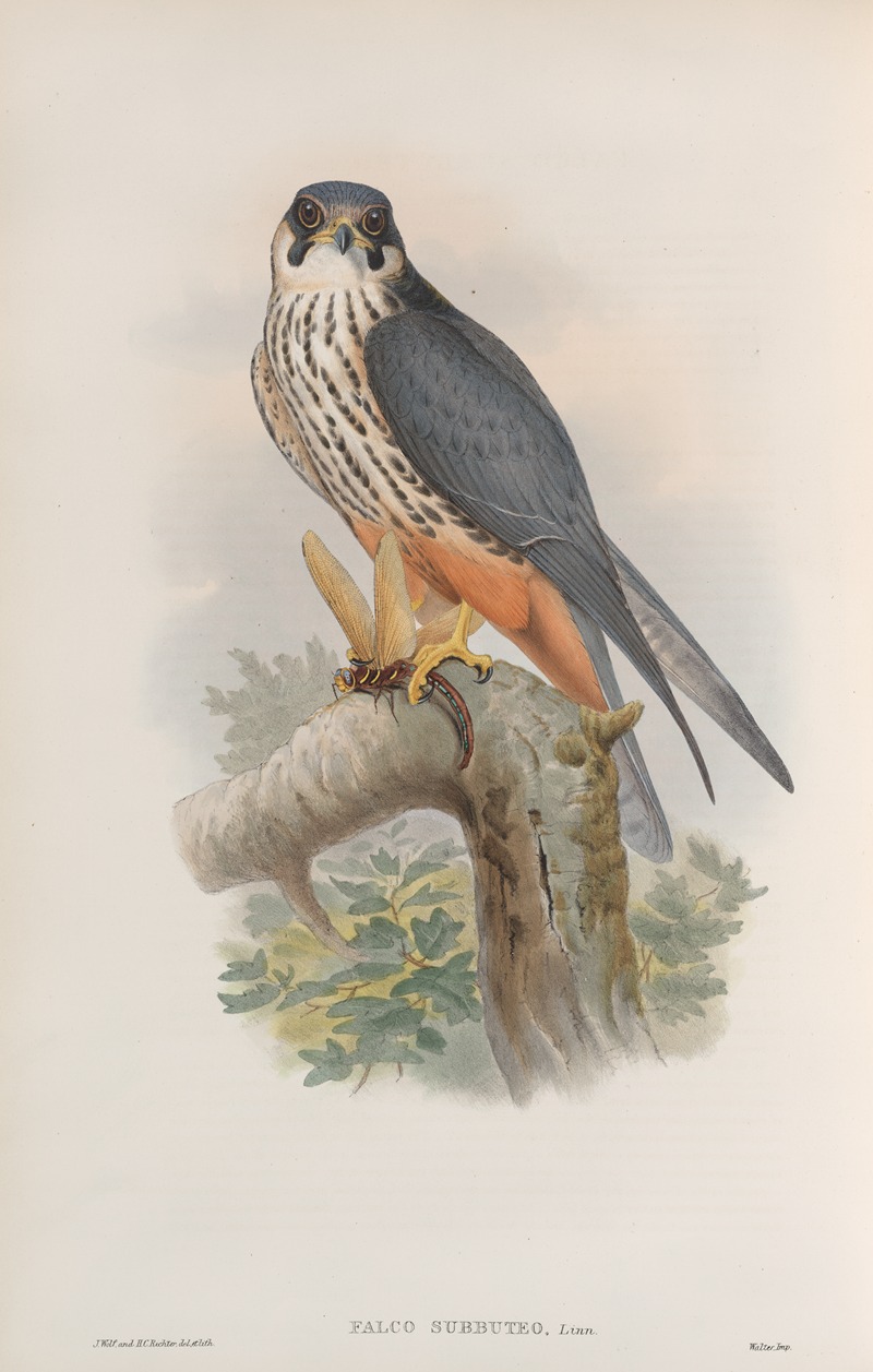 John Gould - Falco subbuteo. Hobby.