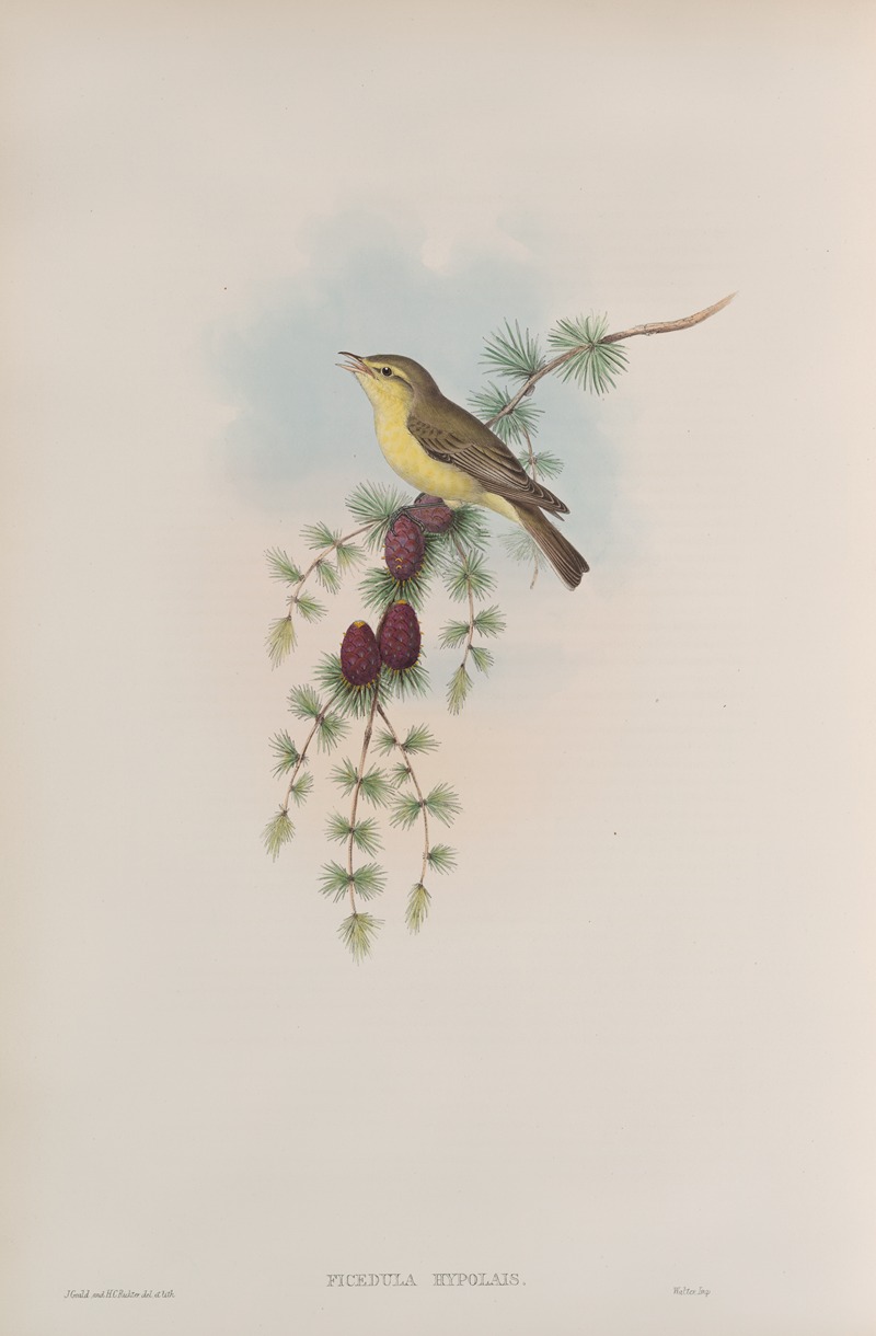 John Gould - Ficedula hypolais. Melodious Warbler.
