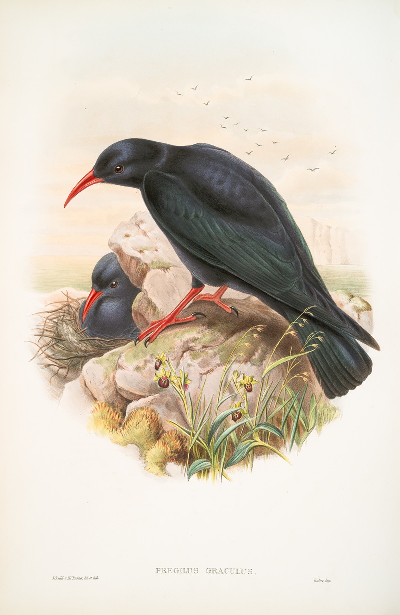 John Gould - Fregilus graculus. Chough.