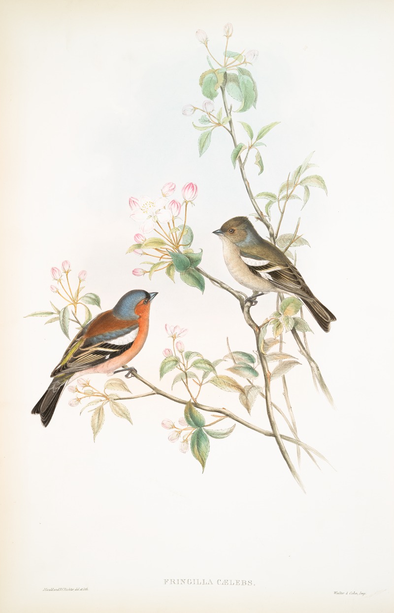 John Gould - Fringilla cælebs. Chaffinch.