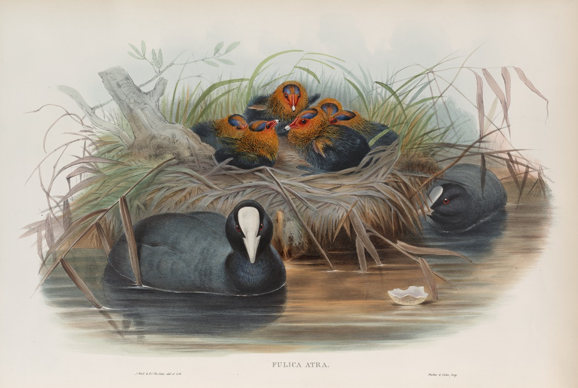 John Gould - Fulica aqtra. Coot.