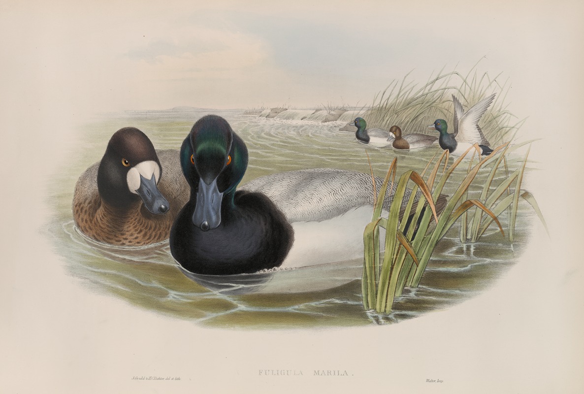 John Gould - Fuligula marila. Scaup Duck.