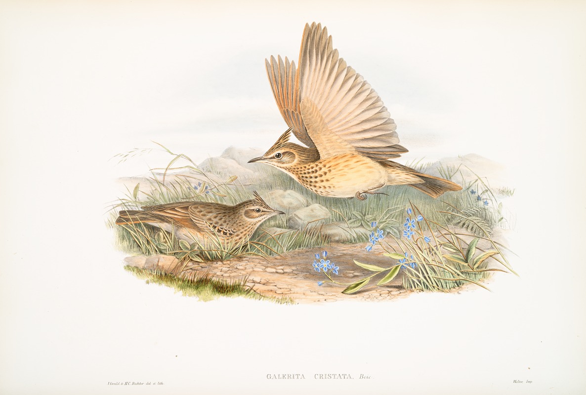 John Gould - Galerita cristata. Crested Lark.