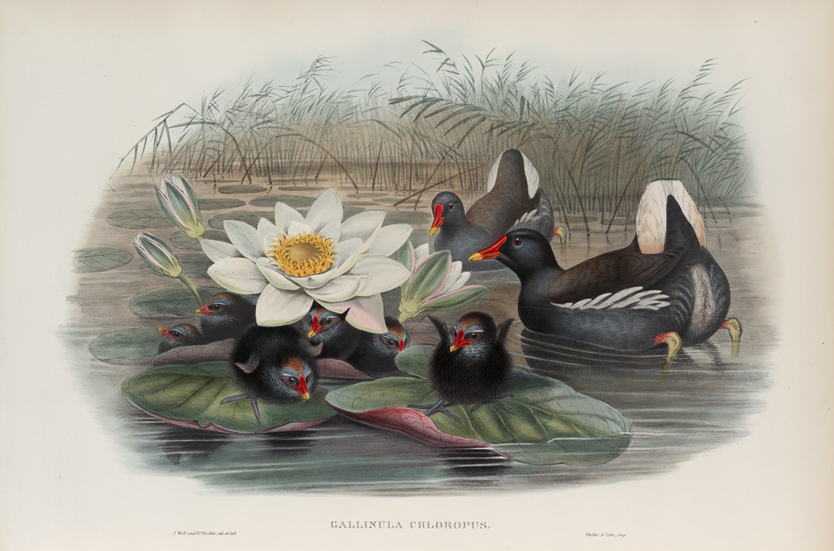 John Gould - Gallinula chloropus. Moorhen.