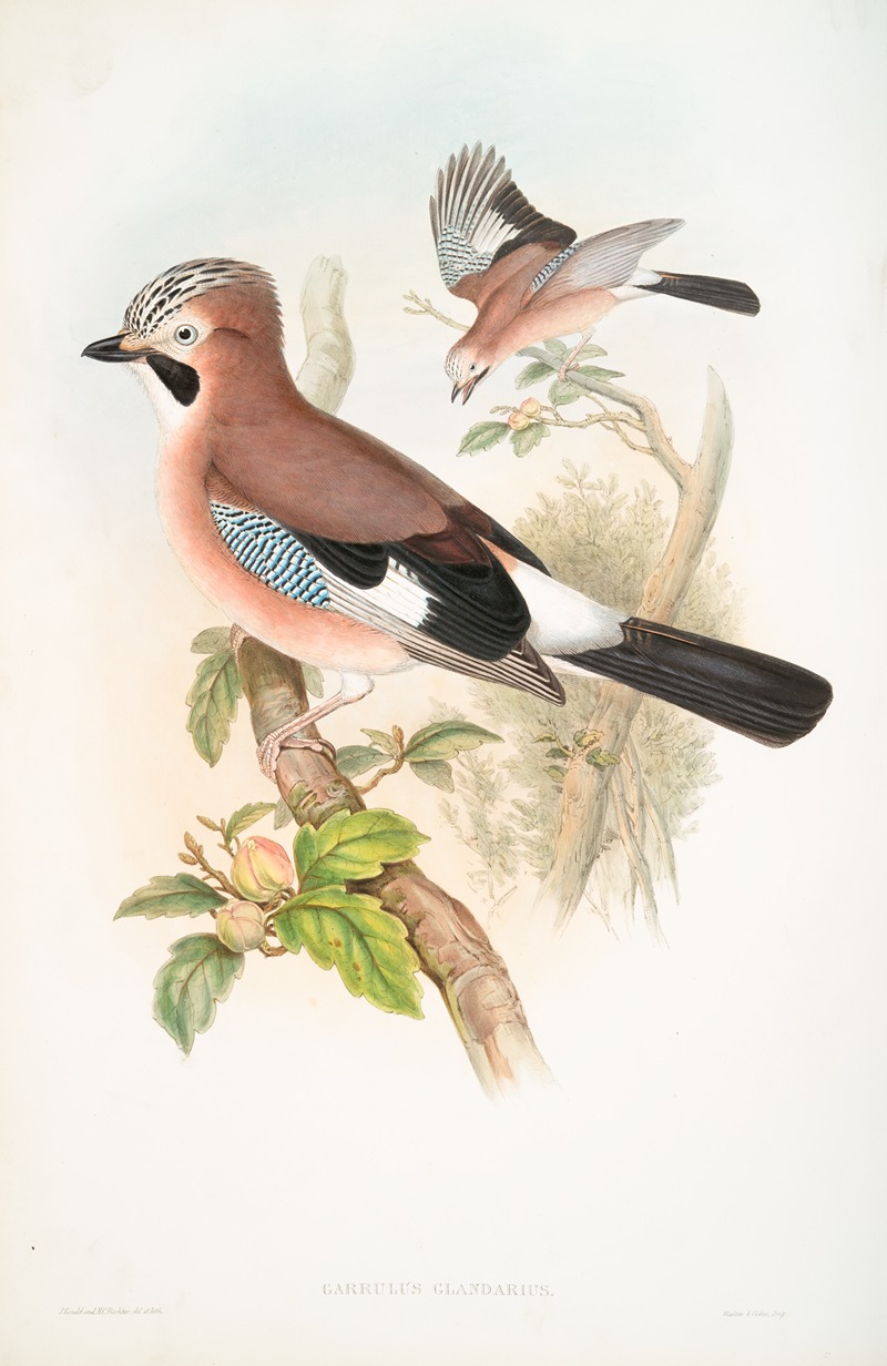 John Gould - Garrulus glandarius. Jay.
