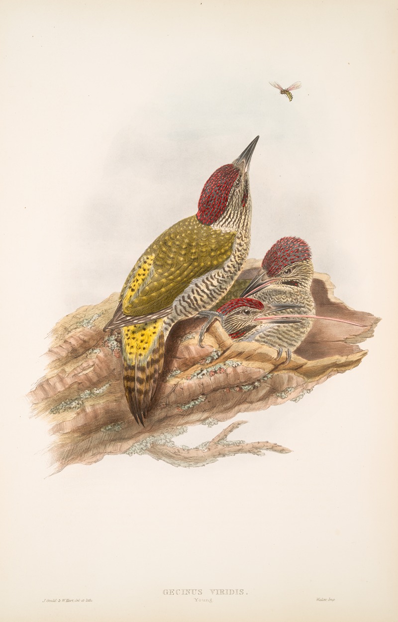 John Gould - Gecinus viridis. Young. Green Woodpecker, or Yaffle (young).