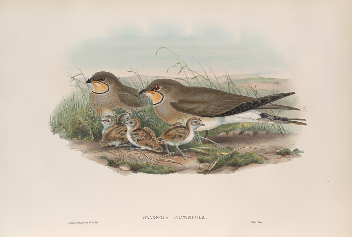 John Gould - Glareola pratincola. Common Pratincole.