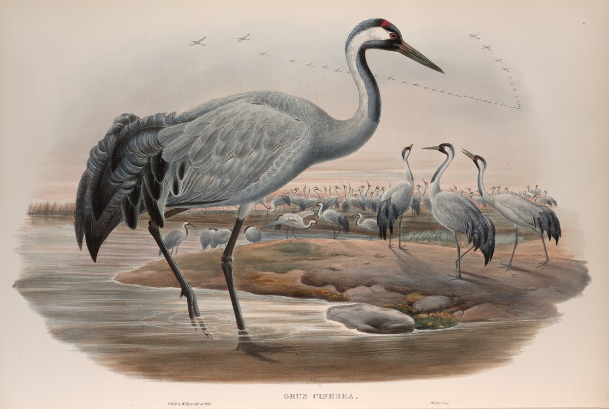John Gould - Grus cinerea. Common Crane.