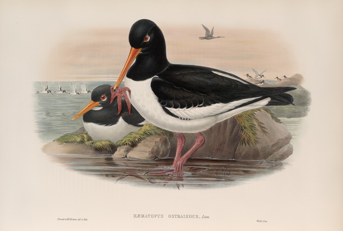 John Gould - Hæmatopus ostralegus. Oyster-catcher.