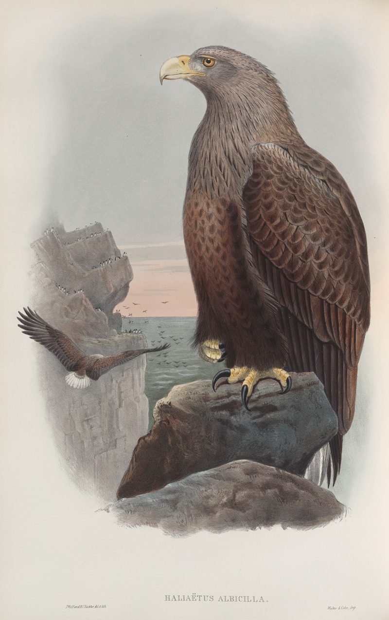 John Gould - Haliaëtus albicilla. Sea-Eagle.