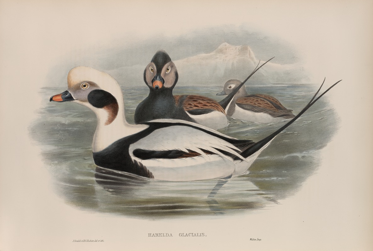 John Gould - Harelda glacialis. Long-tailed Duck.