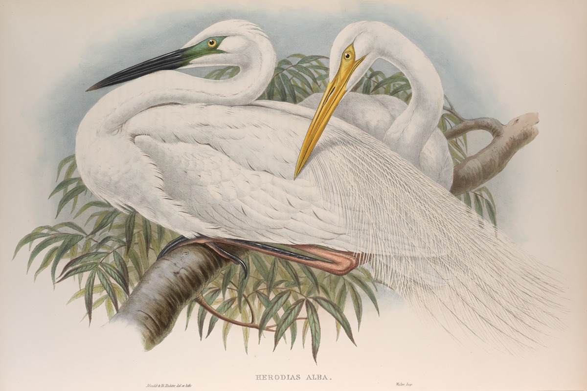 John Gould - Herodias alba. Great White Egret, or White Heron.