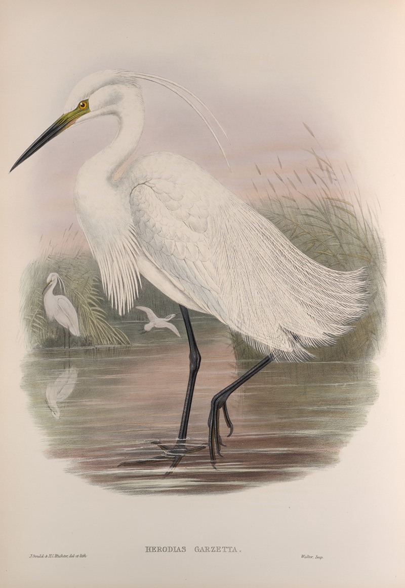 John Gould - Herodias garzetta. Little Egret.