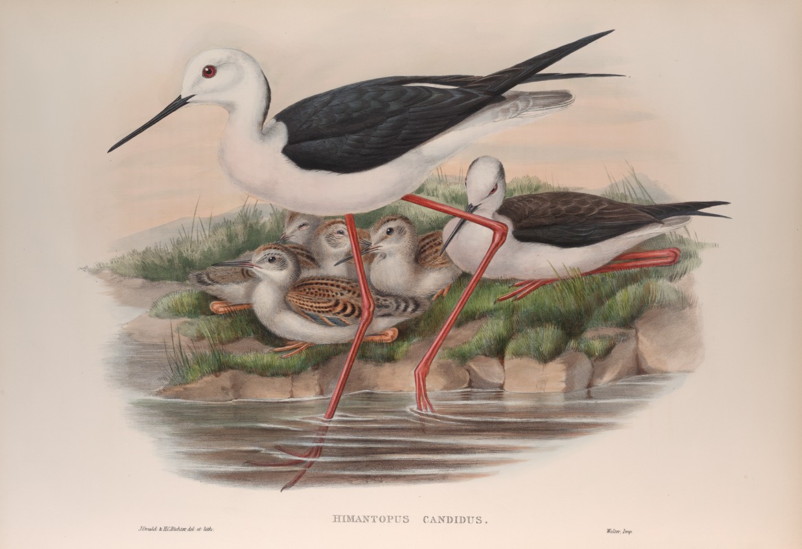 John Gould - Himantopus candidus.