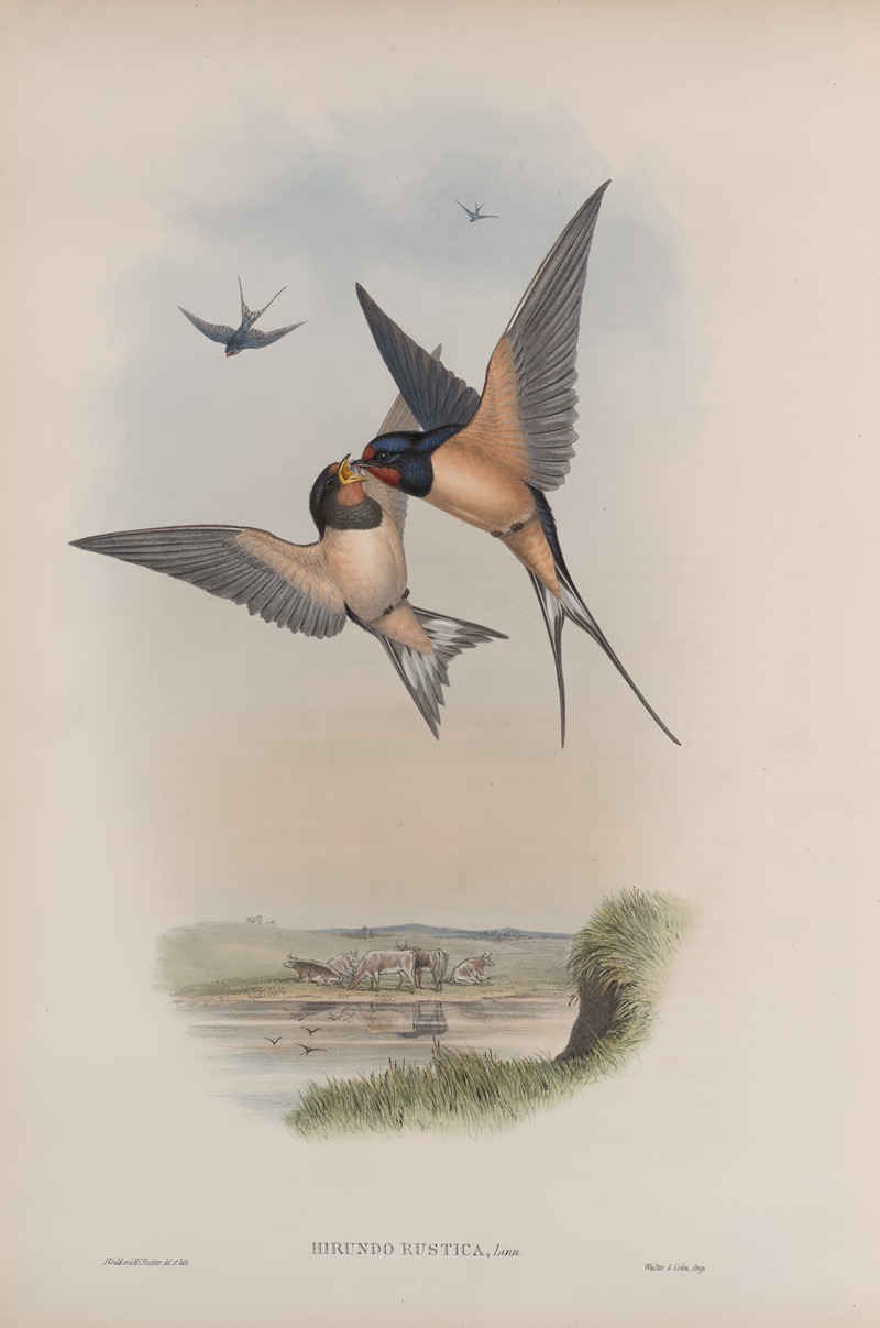 John Gould - Hirundo rustica. Swallow.