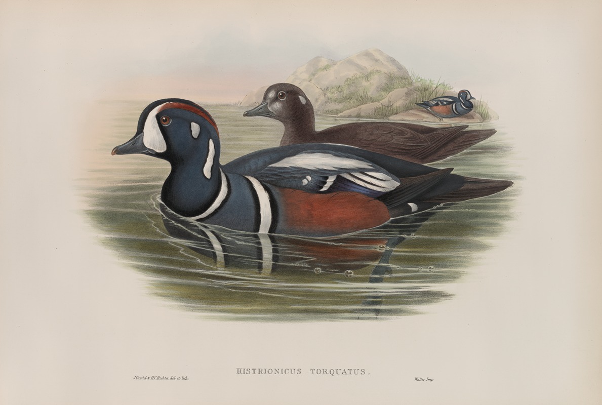 John Gould - Histrionicus torquatus. Harlequin Duck.