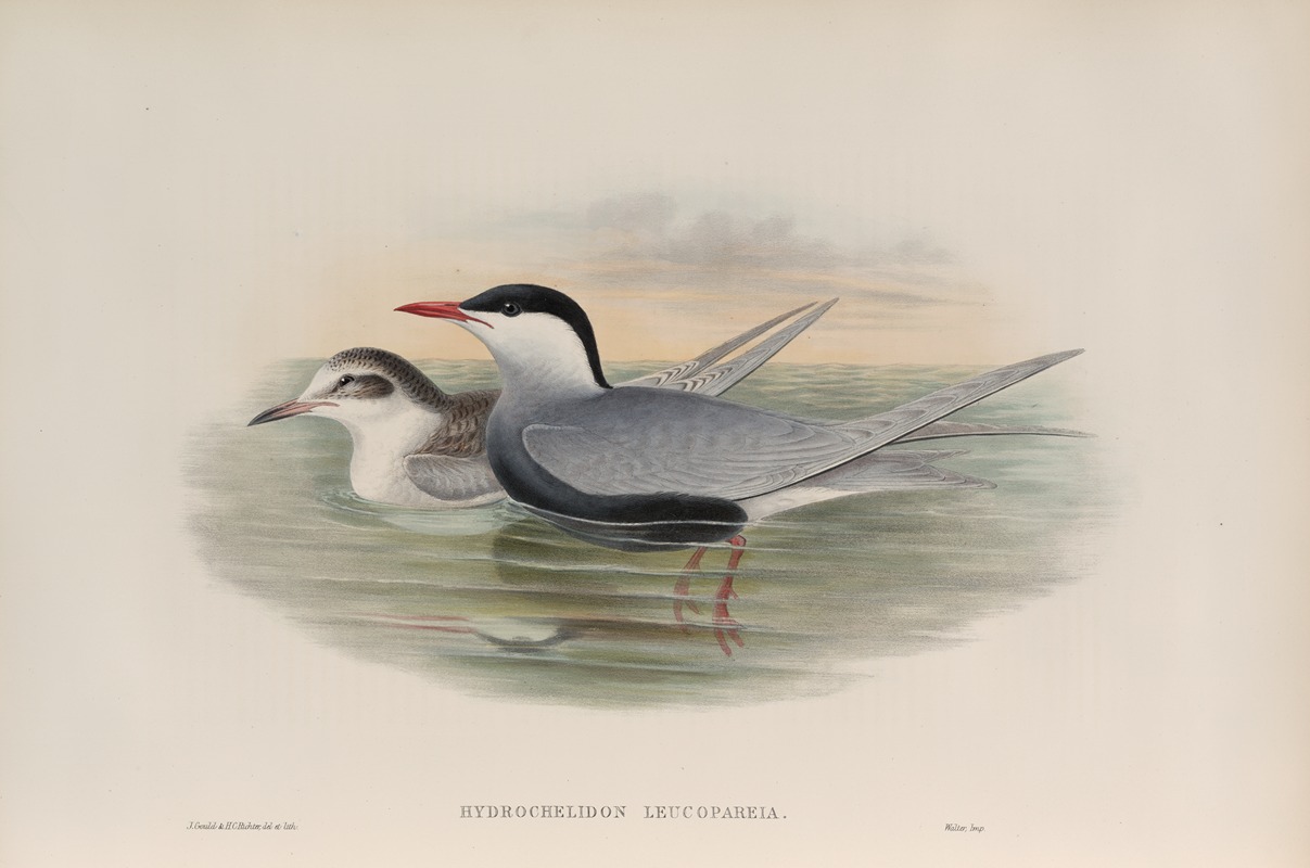 John Gould - Hydrochelidon leucopareia. Whiskered Tern.
