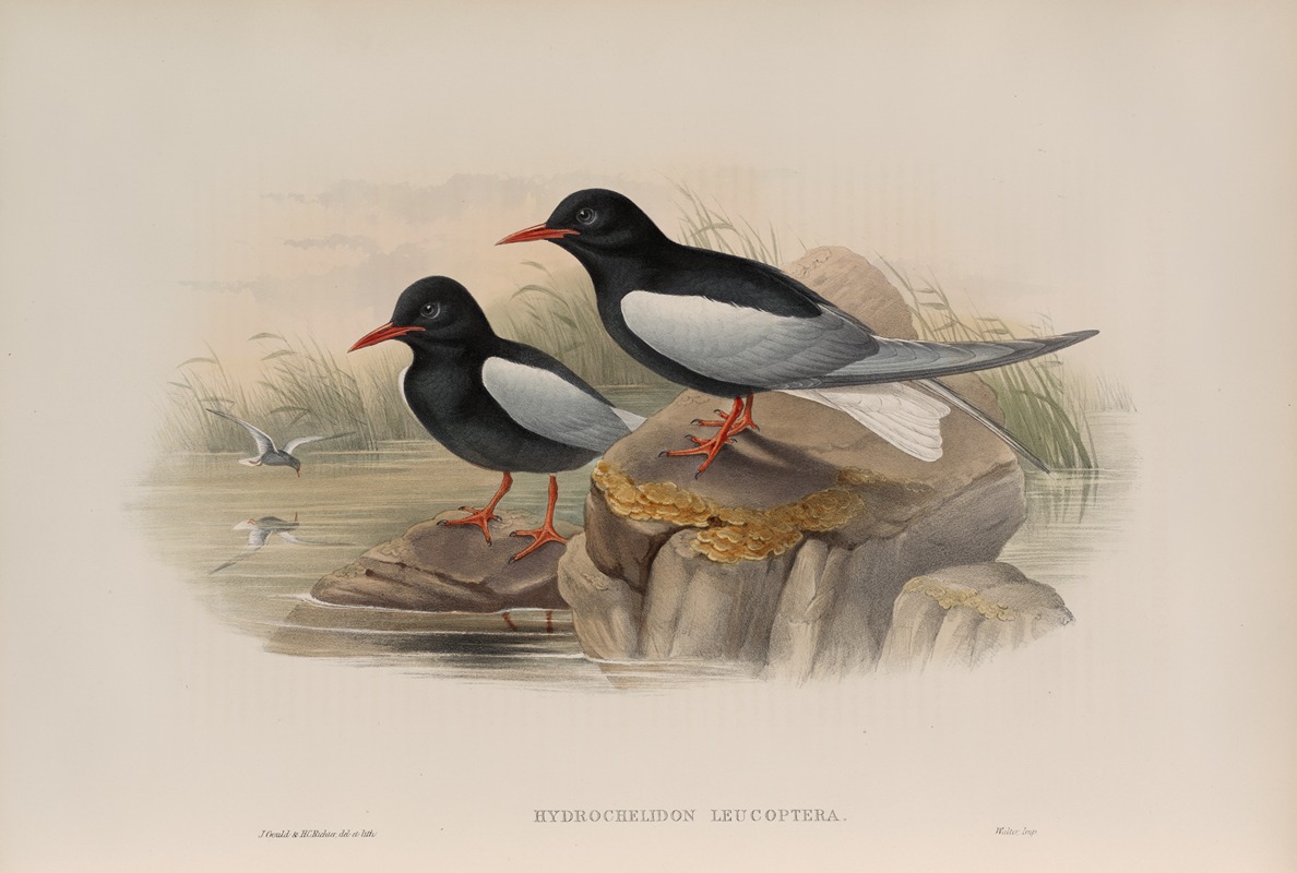 John Gould - Hydrochelidon leucoptera. White-winged Tern.