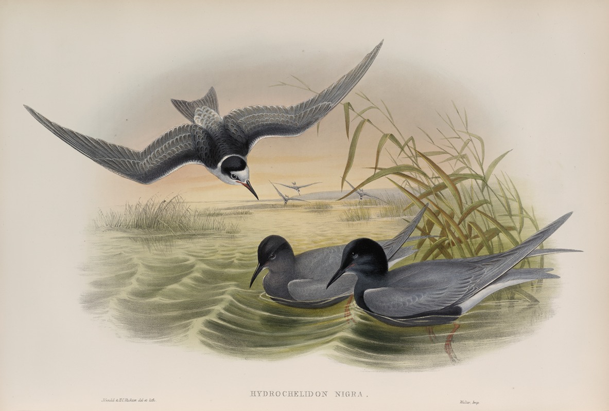 John Gould - Hydrochelidon nigra. Black Tern.