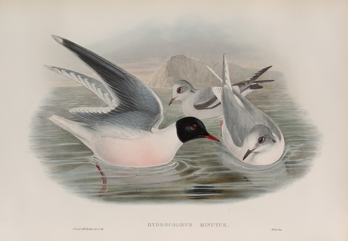 John Gould - Hydrocoloeus minutus. Little Gull.