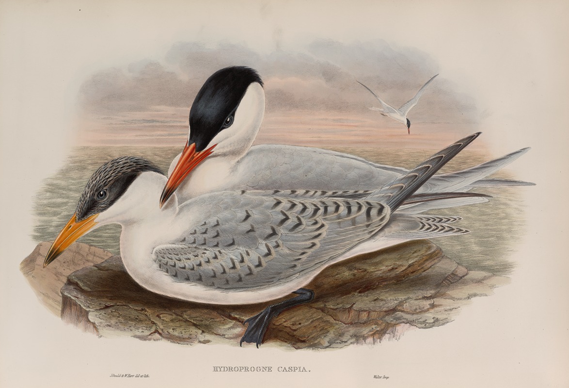 John Gould - Hydroprogne caspia. Caspian Tern.