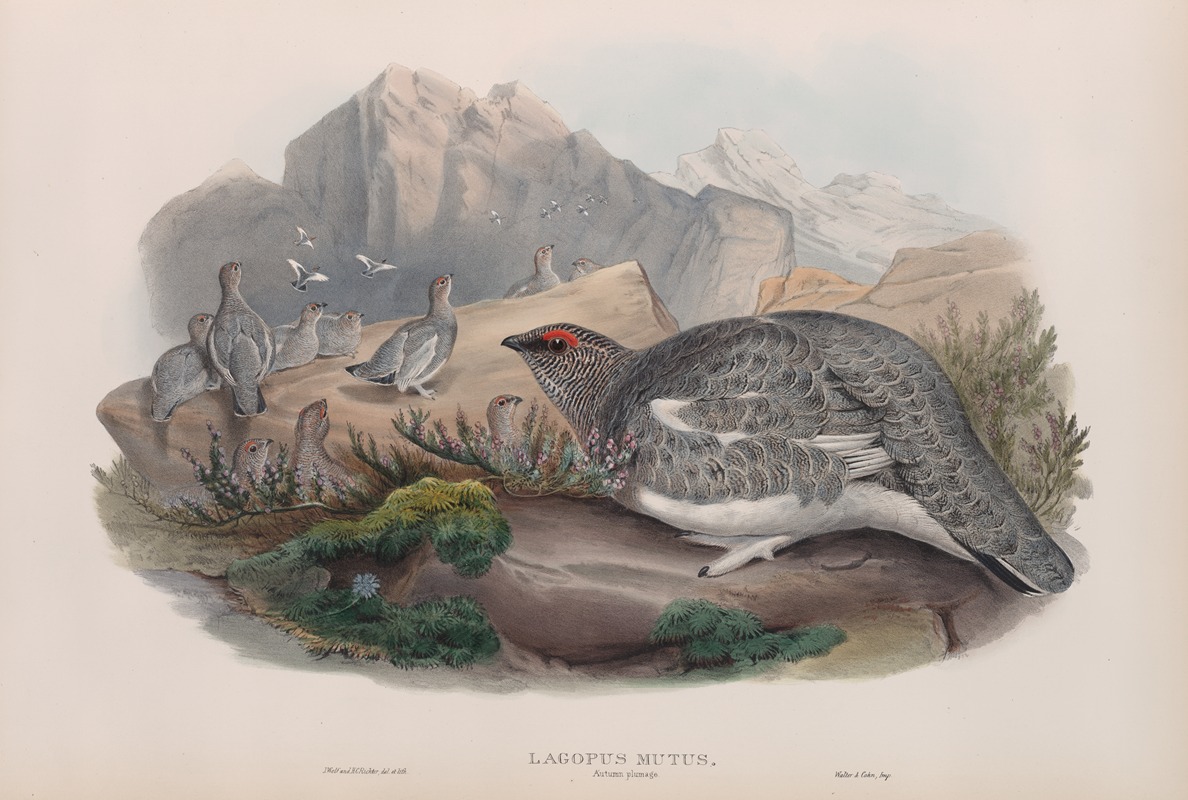 John Gould - Lagopus mutus. Autumn plumage. Ptarmigan (autumn plumage).