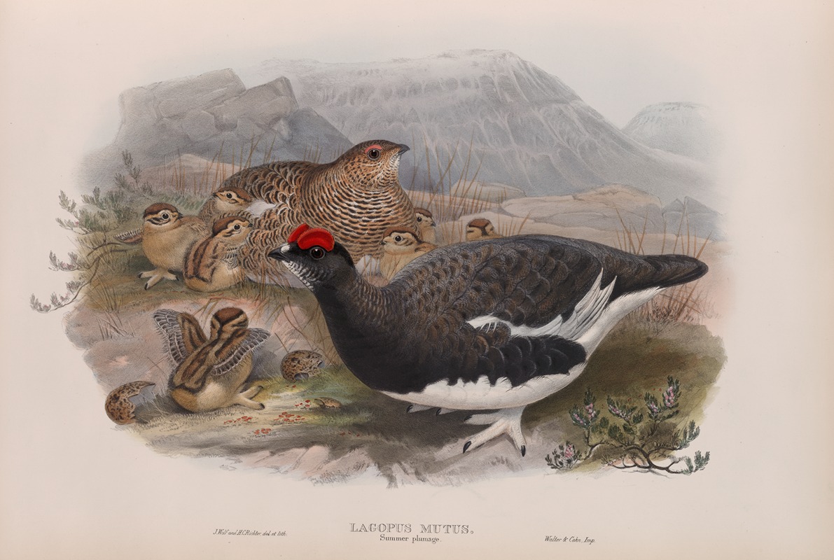 John Gould - Lagopus mutus. Summer plumage. Ptarmigan (summer plumage).