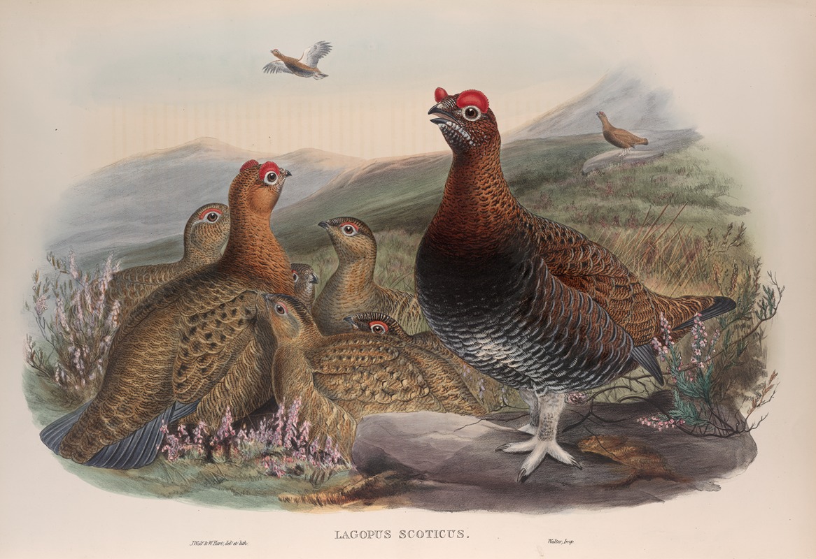 John Gould - Lagopus scoticus. Red Grouse.