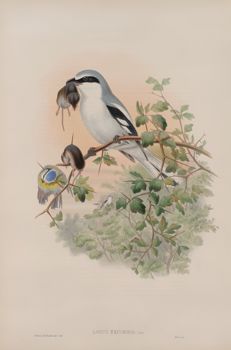 John Gould - Lanius excubitor. Great Grey Shrike.