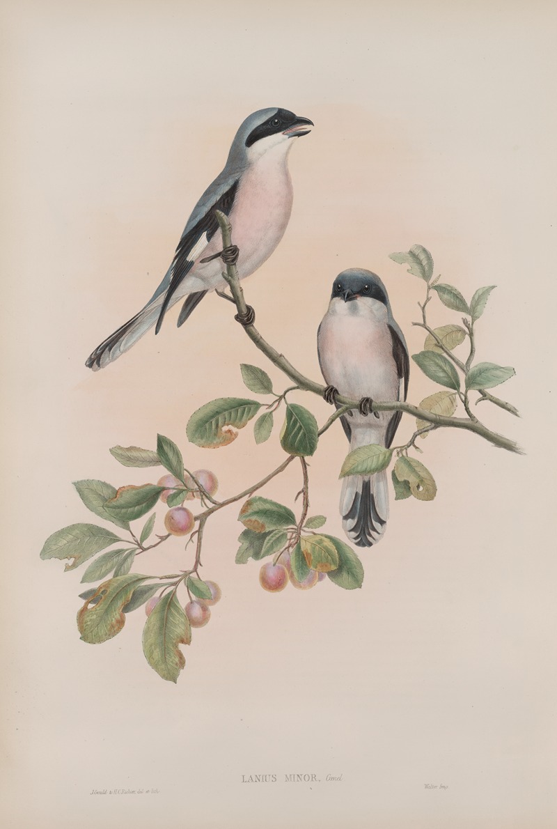 John Gould - Lanius minor. Rose-Breasted Shrike