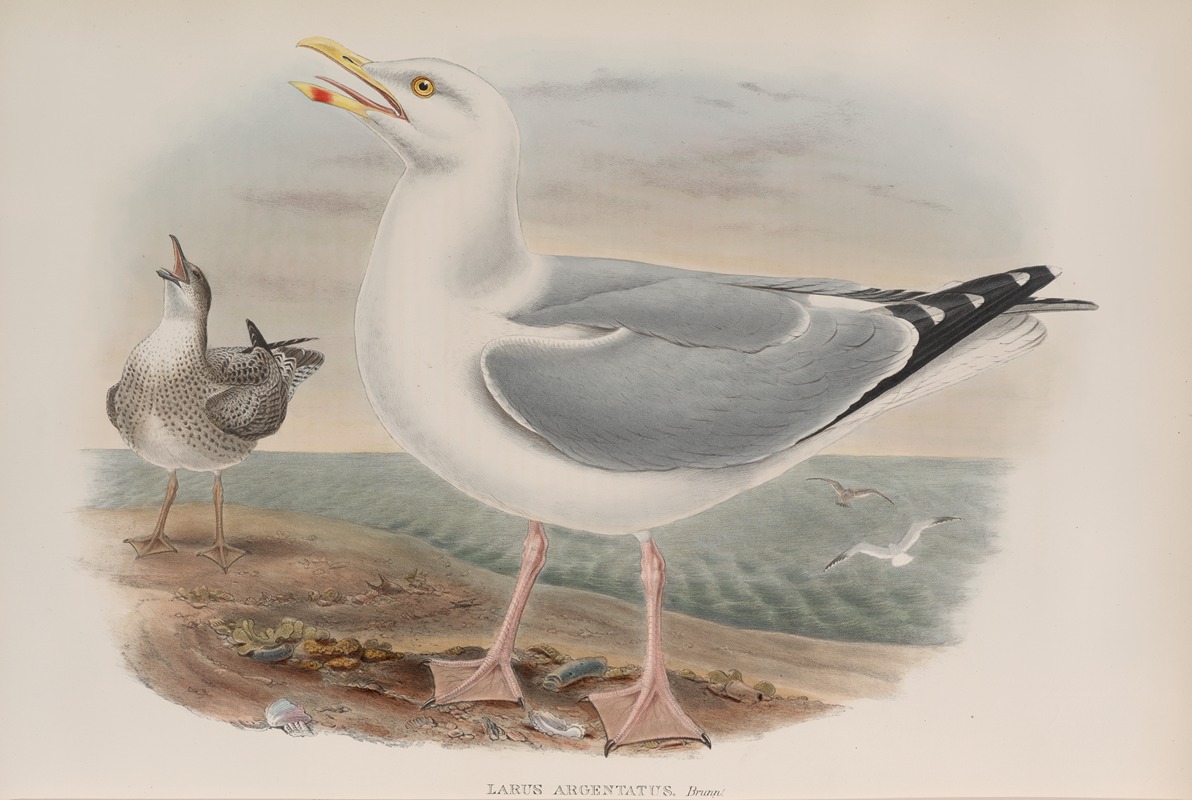 John Gould - Larus argentatus. Herring-Gull.