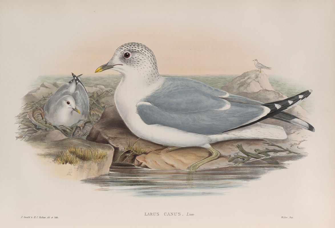 John Gould - Larus canus. Common Gull.