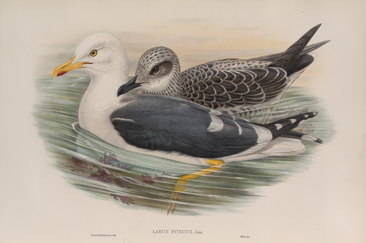 John Gould - Larus fuscus. Lesser Black-backed Gull.