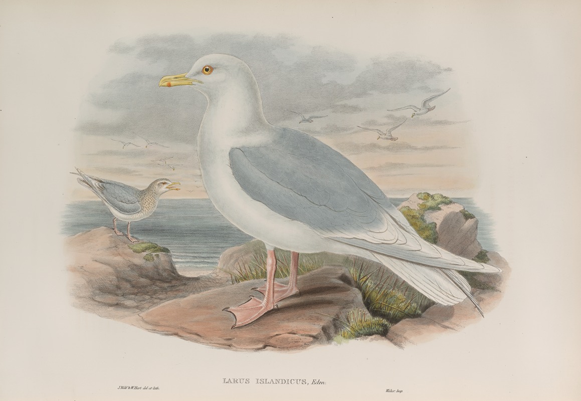 John Gould - Larus islandicus. Iceland Gull.